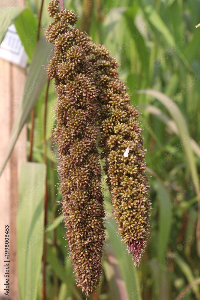 Fototapeta premium Foxtail millet, scientific name Setaria italica plant on farm