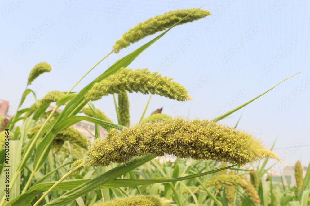 Fototapeta premium Foxtail millet, scientific name Setaria italica plant on farm