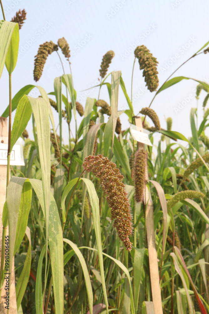 Fototapeta premium Foxtail millet, scientific name Setaria italica plant on farm