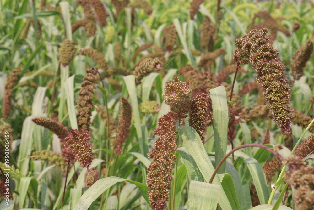 Fototapeta premium Foxtail millet, scientific name Setaria italica plant on farm