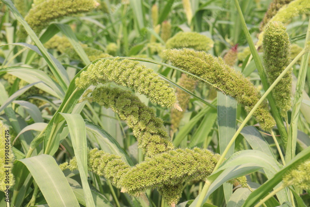 Fototapeta premium Foxtail millet, scientific name Setaria italica plant on farm