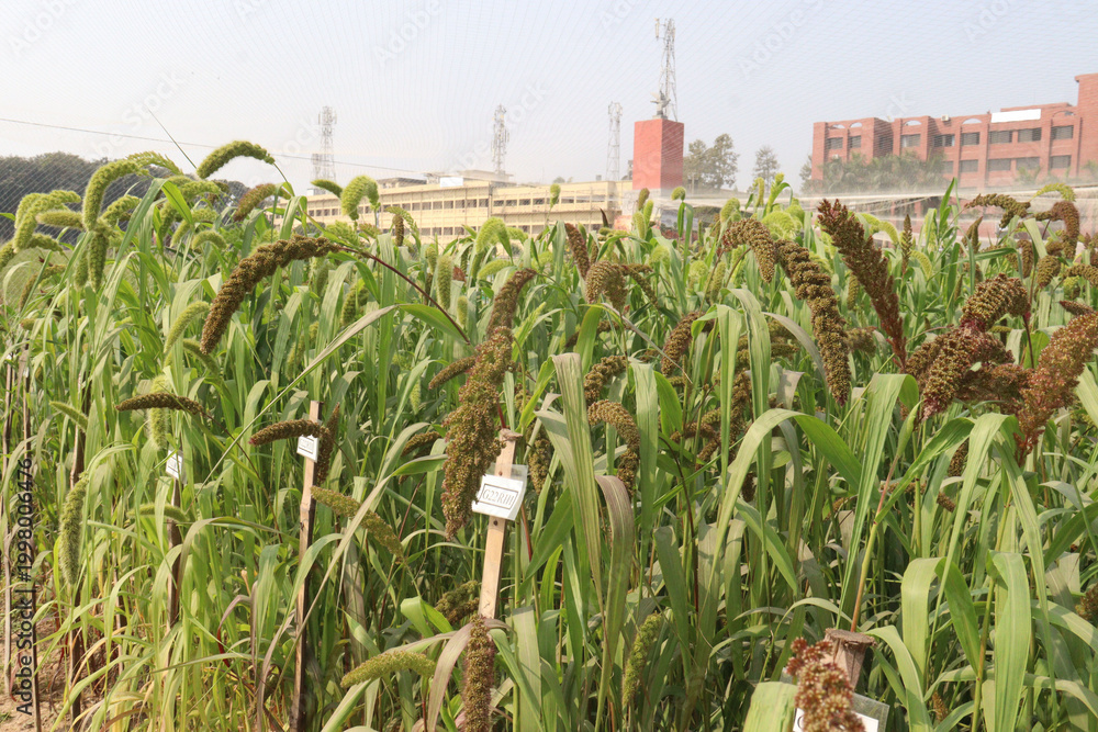 Fototapeta premium Foxtail millet, scientific name Setaria italica plant on farm