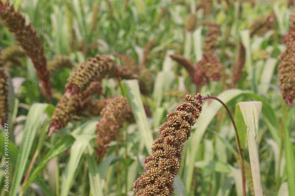 Fototapeta premium Foxtail millet, scientific name Setaria italica plant on farm