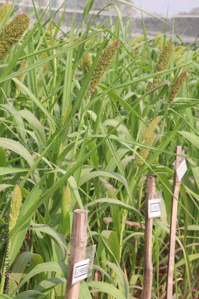 Fototapeta premium Foxtail millet, scientific name Setaria italica plant on farm