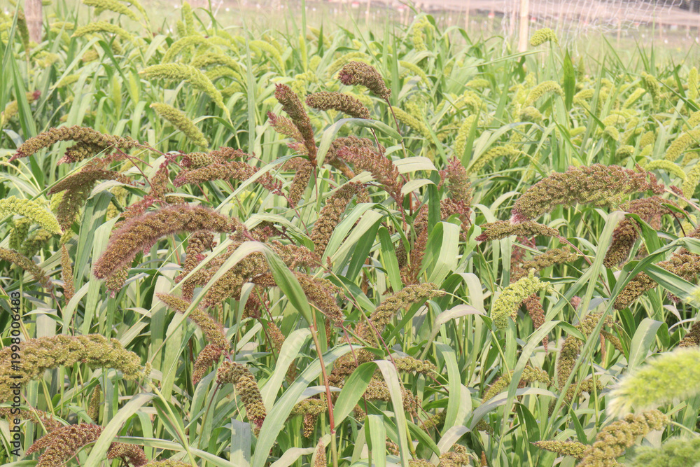Fototapeta premium Foxtail millet, scientific name Setaria italica plant on farm