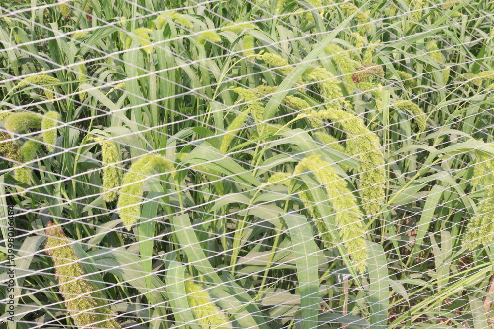 Fototapeta premium Foxtail millet, scientific name Setaria italica plant on farm