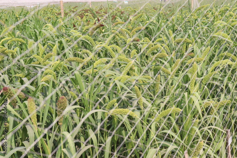 Fototapeta premium Foxtail millet, scientific name Setaria italica plant on farm