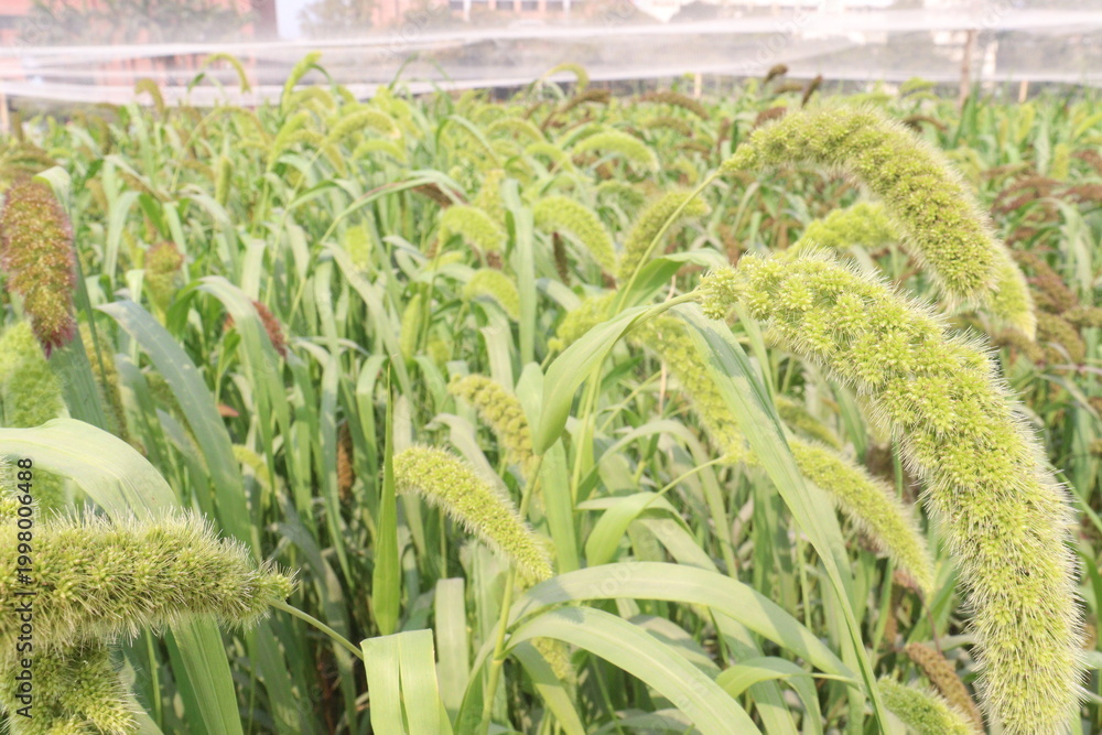 Fototapeta premium Foxtail millet, scientific name Setaria italica plant on farm