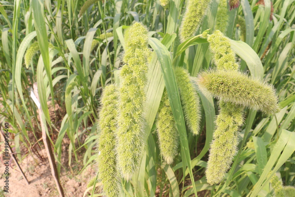 Fototapeta premium Foxtail millet, scientific name Setaria italica plant on farm