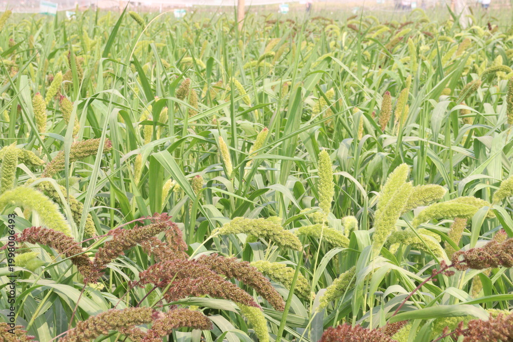 Fototapeta premium Foxtail millet, scientific name Setaria italica plant on farm