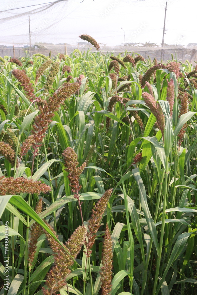 Fototapeta premium Foxtail millet, scientific name Setaria italica plant on farm