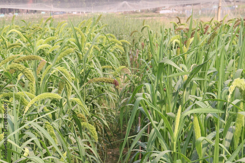 Fototapeta premium Foxtail millet, scientific name Setaria italica plant on farm