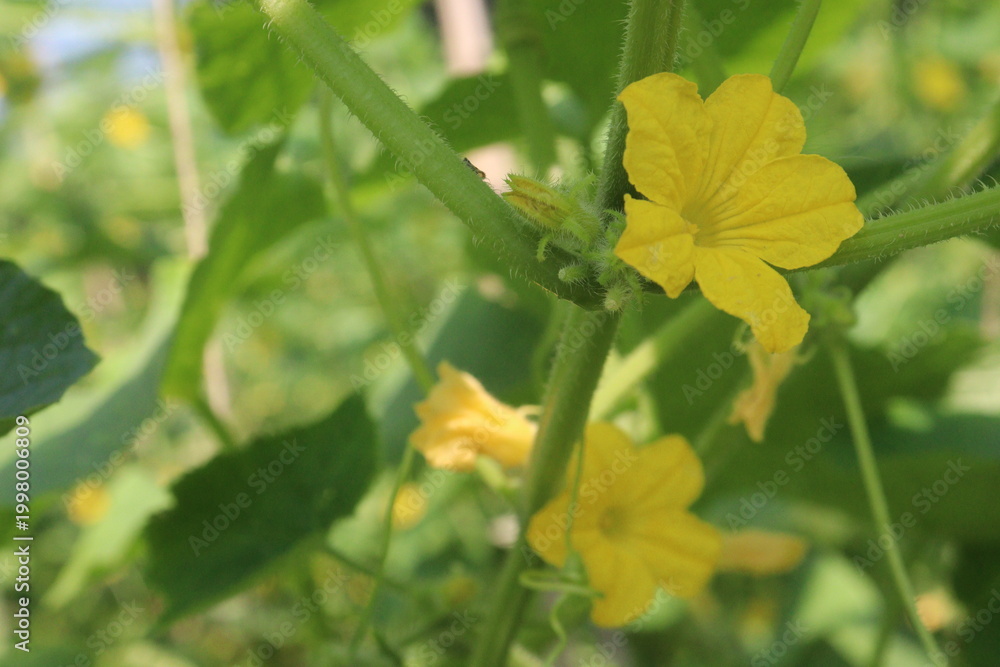 Fototapeta premium Cucumber on tree in farm
