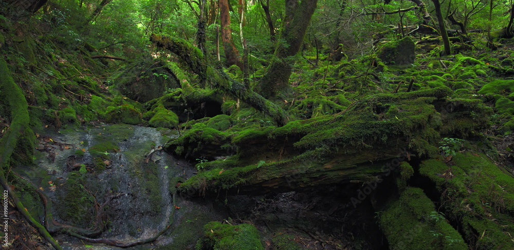 Fototapeta premium Lush green moss covering logs and rocks in a dense summer forest