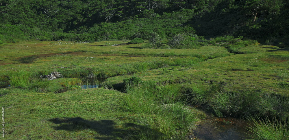 Fototapeta premium Green alpine meadow with marshy ponds surrounded by forest hills