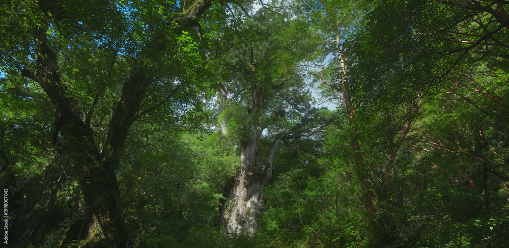 Fototapeta premium Lush ancient forest canopy with a giant cedar tree and green ferns