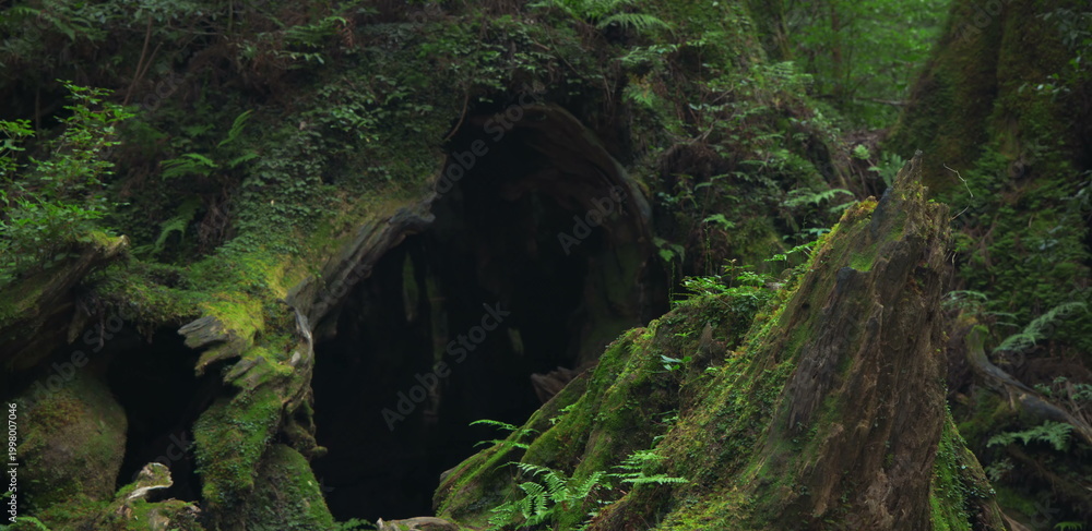 Fototapeta premium Massive hollow tree stump covered in moss in a primeval forest grove