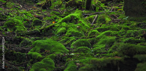 Photography Lush green moss covering logs and rocks in a dense summer forest