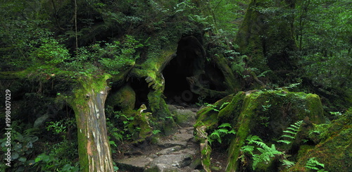Fotografija Lush green mossy hollow tree trunk on a forest trail in summer