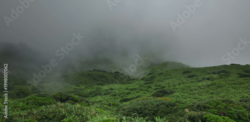 Photography Misty green mountain valley with dense fog and alpine vegetation views