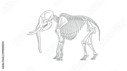 An illustration of a mammoth skeleton standing alone in a neutral environment shows the full body.