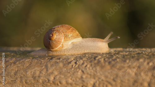 A close-up view of a snail moving along a wooden surface, showcasing its shell and body in natural light.