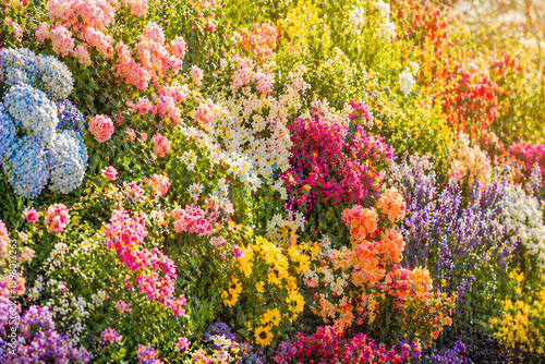 Vibrant wall of blooming flowers in various colors under sunlight, showcasing natural beauty, spring garden, and rich floral textures.