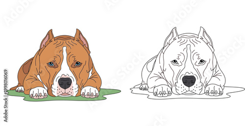 American Staffordshire Terrier Dog Lying Down Vector Illustration and Line Art Outline for Kids Coloring Page, Pitbull Breed Mascot Isolated on White Background