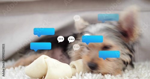 Resting terrier pup eyeing rawhide bone on white shag carpet at home with blue-white chat-bubbles