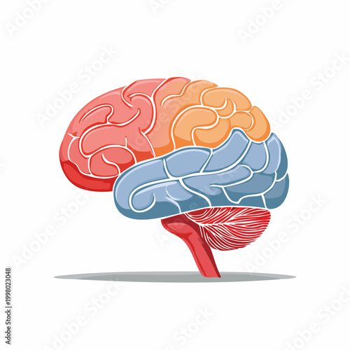 Illustration of the Human Brain with Lobes Highlighted