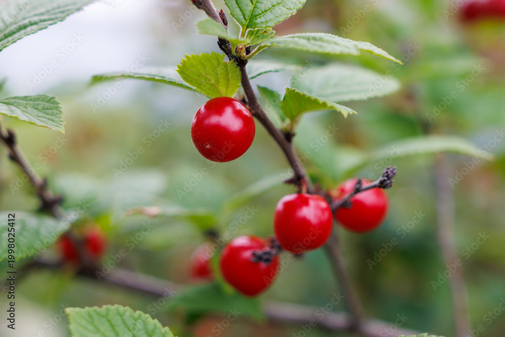 Fototapeta premium Close-up of bright red berries on leafy branches