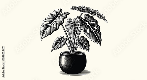 A detailed black and white illustration depicts a monstera plant growing within a dark potted container
