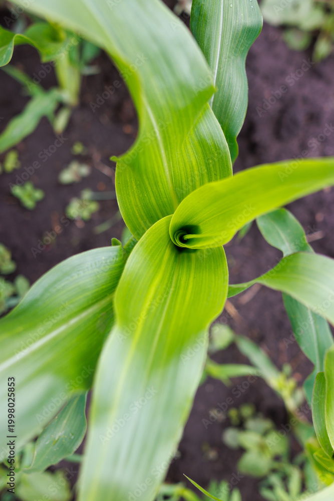 Fototapeta premium Close-up of growing maize seedling