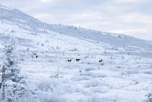 Canvas Print Moose in the snow below Donnelly Dome on a winter day in Alaska.