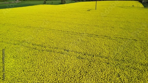 Aerial View of Vibrant Yellow Rapeseed Field with Tractor Tracks