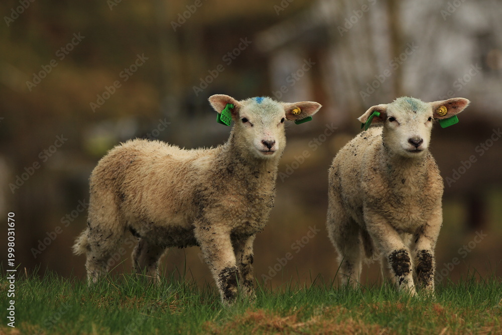 Fototapeta premium Two Sheep with Ear Tags in a Norwegian Landscape