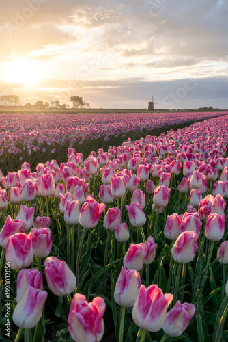 in the Netherlands there fields with thousands of tulips whit an windmill