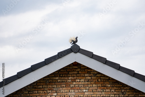 Tableau sur toile A single pigeon sits on the peak of a residential house roof with a brick facade, captured against a soft overcast sky