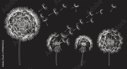Beautiful white dandelions with seeds blowing in night wind on dark background creates poetic and dreamlike nature scene for meditation.