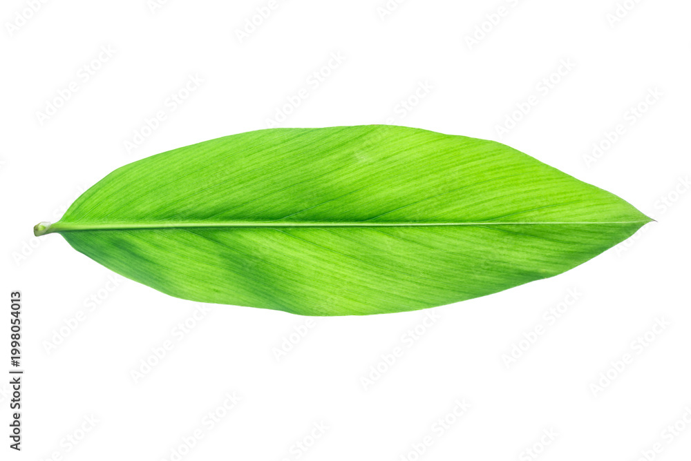 Obraz premium Green leaves of turmeric (curcuma longa) and ginger herb isolated on a white background