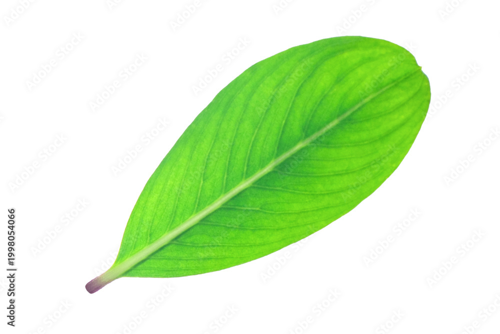 Obraz premium Green leaves isolated on transparent background