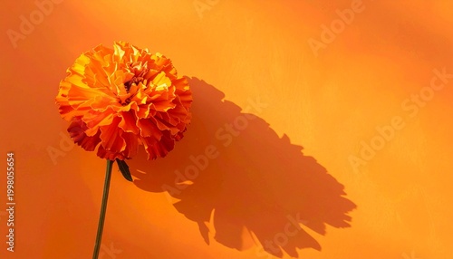 Vibrant orange marigold flower blooming in sunlit warmth, casting a striking shadow