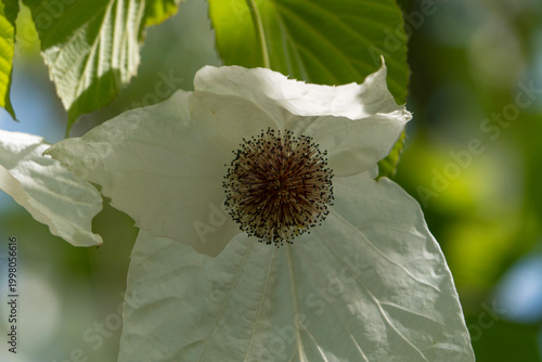 Davidia involucrata, the handkerchief flower, ghost tree or dove tree. It is a medium-sized deciduous tree in the Nyssaceae family 