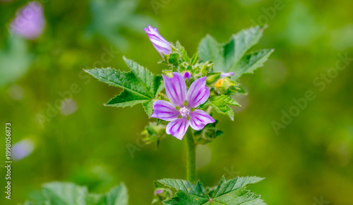 Φωτογραφία Malva sylvestris is a species of the mallow genus Malva, of which it the type species