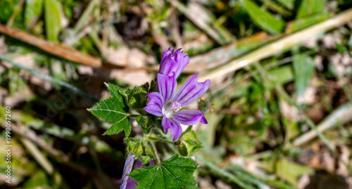 Malva sylvestris is a species of the mallow genus Malva, of which it the type species. Known as common mallow to English-speaking Europeans, it acquired the common names of cheeses, high mallow and ta