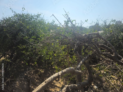 Obraz na płótnie Nidhivan forest in Vrindavan featuring uniquely twisted trees linked to Radha Krishna legends
