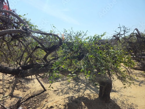 Photography Nidhivan forest in Vrindavan featuring uniquely twisted trees linked to Radha Krishna legends