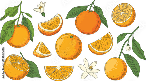 Orange fruits with slices leaves and blossoms, fresh citrus collection for healthy food and natural agriculture themes