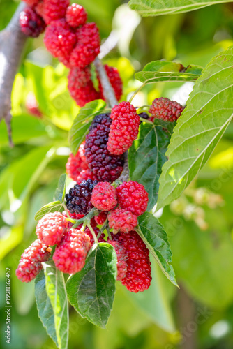 Morus rubra, commonly known as the red mulberry, is a species of mulberry native to eastern and central North America. It is found from Ontario, Minnesota, and Vermont south to southern Florida, and w