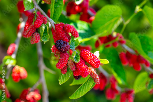 Morus rubra, commonly known as the red mulberry, is a species of mulberry native to eastern and central North America. It is found from Ontario, Minnesota, and Vermont south to southern Florida, and w